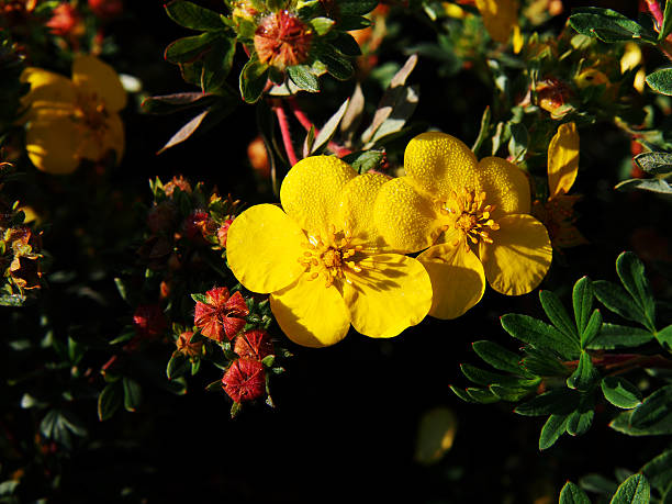 Dasiphora fruticosa syn Potentilla fruticosa 'Goldfinger' stock photo