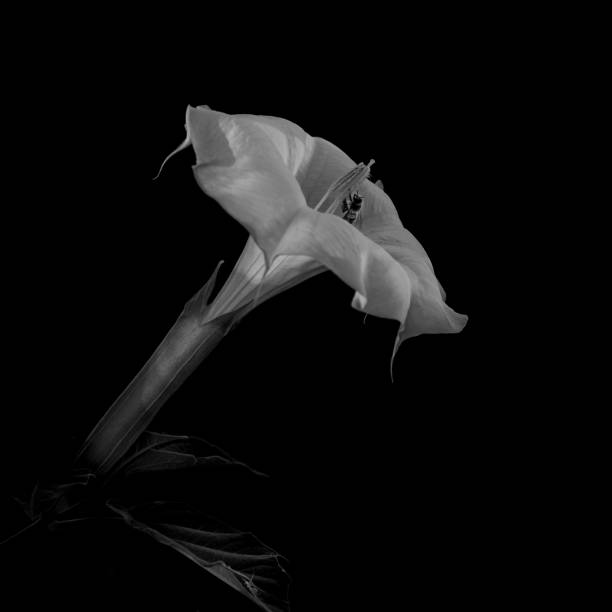Datura and bee in black and white Datura flower and bee; in black and white: Slective focus and close-up view of white Datura in monochrome against black background, centered, with leaves, angel's trumpet flower stock pictures, royalty-free photos & images