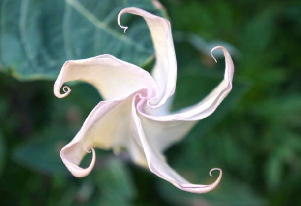 Datura Bloom Flower of the Datura plant blooming into spiral shapes against a green backdrop of  greenery. angel's trumpet flower stock pictures, royalty-free photos & images