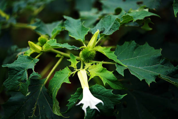 datura stramonium outdoor datura stramonium outdoor angel's trumpet flower stock pictures, royalty-free photos & images