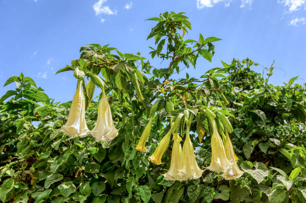 Datura Stramonium wild flower in Ethiopia White Angels Trumpet flowers, Datura Stramonium, wild flower in Ethiopian countryside against blue sky, Ethiopia wilderness angel's trumpet flower stock pictures, royalty-free photos & images