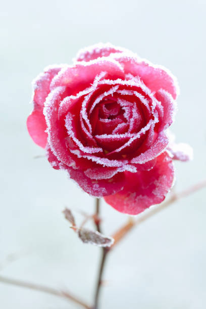 Dawin's Frost Dawin's Frost frozen rose stock pictures, royalty-free photos & images