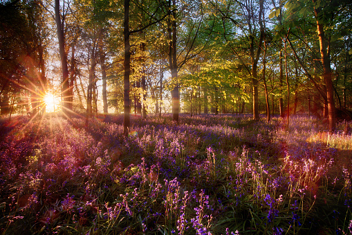 Dawn light shines through bluebell forest