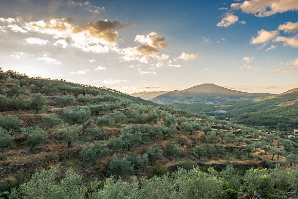 dawn on a landscape of olive trees stock photo