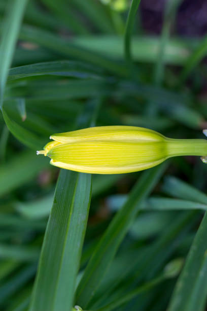 Day Lily Bud Close up of day lily bud kathrynsk stock pictures, royalty-free photos & images