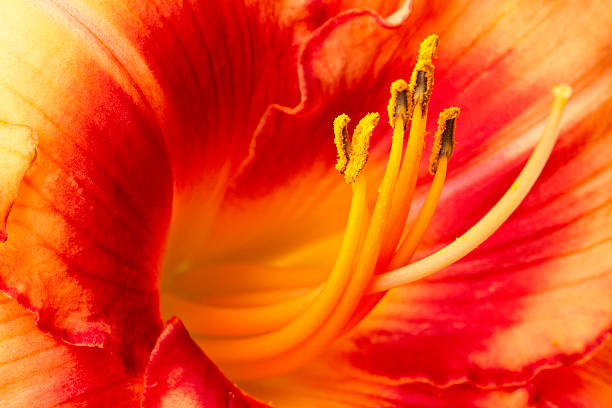 Day Lily Closeup stock photo