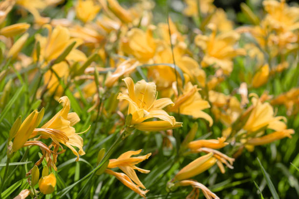 Day lily(Hemerocallis fulva,Orange Day lily) flower and buds,close-up of orange day lily flower blooming in the field stock photo