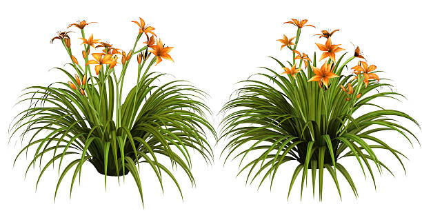 Day lily stock photo