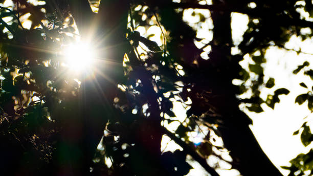 Dazzling Sun Filtering Through the Branches of the Tree stock photo