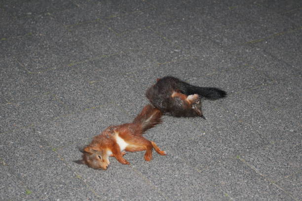 Dead at night two small squirrels dead on the pavement dead squirrel stock pictures, royalty-free photos & images