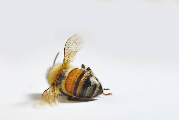 Dead Bee Macro shot of a dead bee dead animal stock pictures, royalty-free photos & images