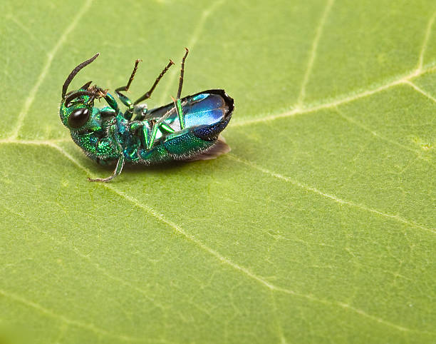 dead belly up emerald bug a dead and belly up  emerald colored bug on an Ash tree leaf. ash borer stock pictures, royalty-free photos & images