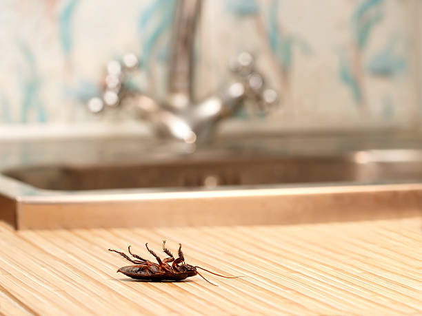Dead cockroaches in an apartment house stock photo