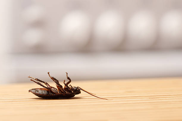 Dead cockroaches in an apartment kitchen stock photo