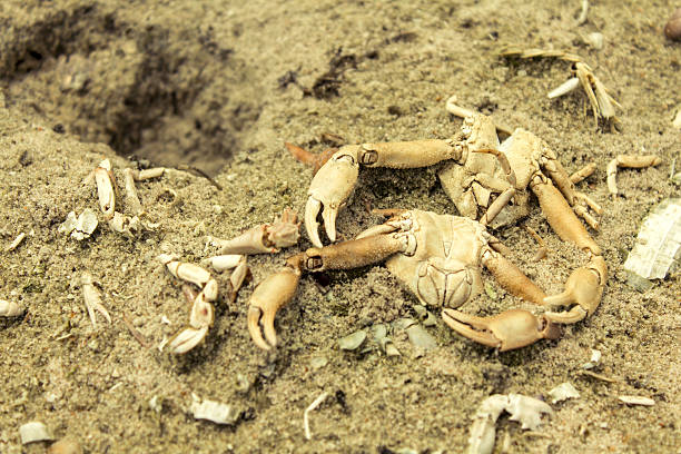 Dead crabs stock photo