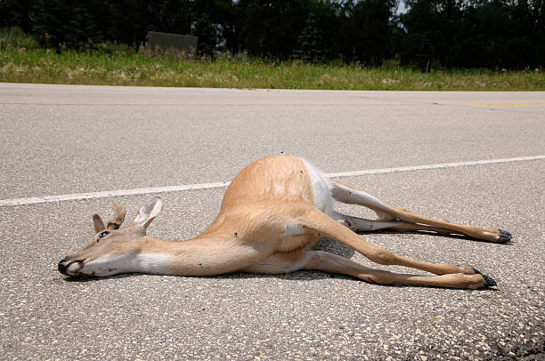 Dead deer by side of road Roadkill - deer lies dead on a rural highway after being struck by a car. dead animal stock pictures, royalty-free photos & images