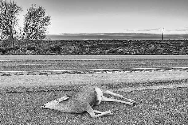 dead deer hit by a car lying by the road, - deer dead bildbanksfoton och bilder