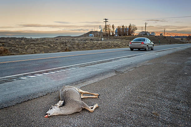 dead deer hit by a car lying by the road - deer dead bildbanksfoton och bilder