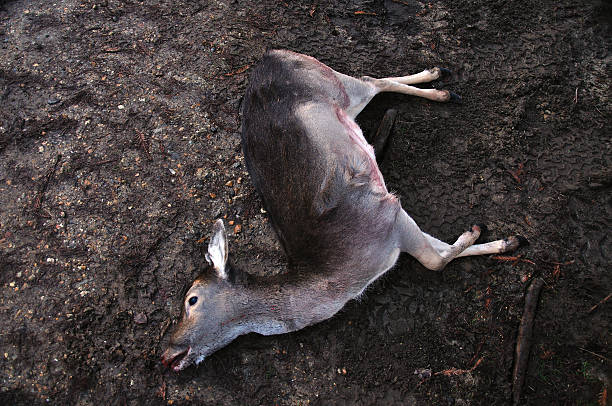 dead deer on muddy track - deer dead bildbanksfoton och bilder