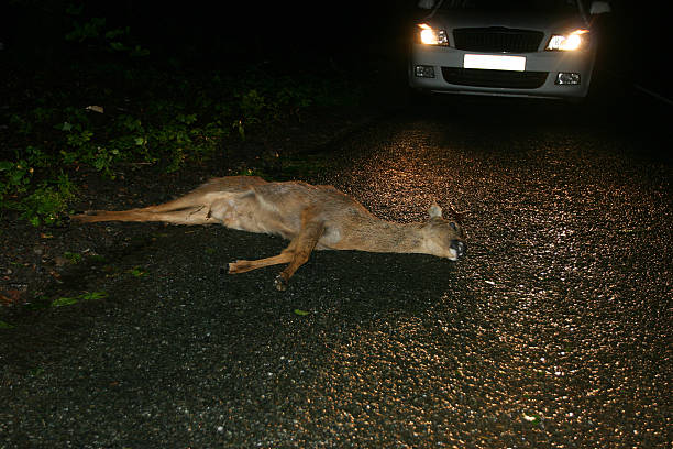 dead deer - road kill - deer dead bildbanksfoton och bilder