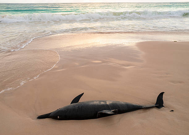 Dead dolphin stock photo