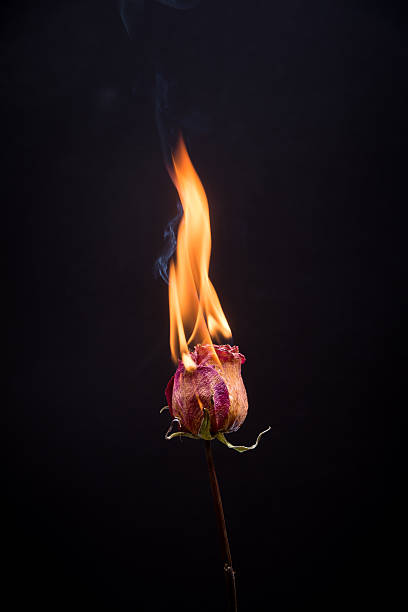 Dead Flowers Burning stock photo
