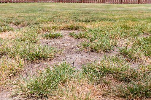 Dead grass, bare spots, and cracks in soil of lawn due to no rain and hot weather causing drought conditions