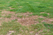 istock Dead grass in lawn from grubs and fall armyworm damage. Lawn care, insect pest control and treatment concept. 1345190200
