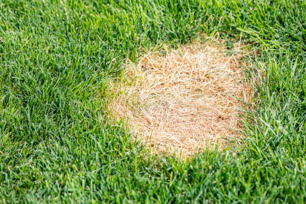 Dead Grass Spot Lawn stock photo