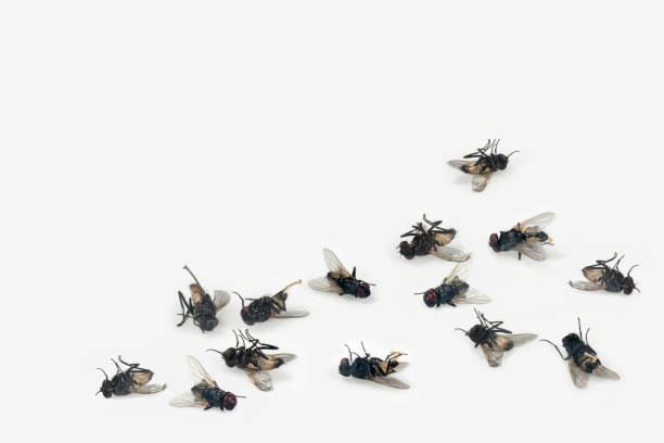 Dead house flies Dead house flies on white background animal leg stock pictures, royalty-free photos & images
