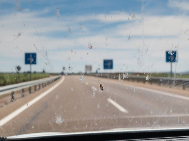 Dead insects on windscreen windshield stock photo