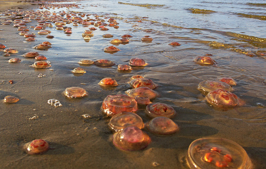 Dead jellyfish on the coast.