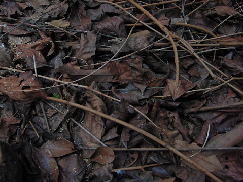 dead leaves and twigs in the backyard can use for background, purwokerto, indonesia
