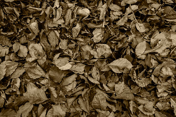 Dead leaves background stock photo