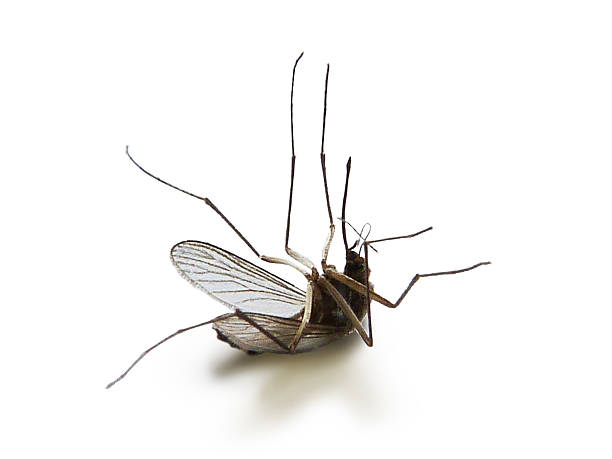 Dead Mosquito A dead mosquito lying on its back with its legs up in the air with a soft shadow beneath. malaria parasite stock pictures, royalty-free photos & images
