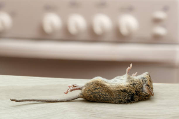 Dead mouse in an apartment kitchen. Inside high-rise buildings. Fight with rodent in the apartment. Extermination. stock photo