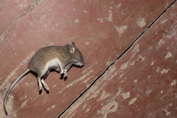 dead mouse lies on its side on the wooden floor in the barn. Destruction of rodents in the house, effective poisons stock photo