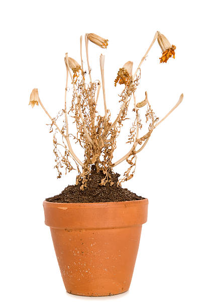 Dead Plant A dry plant in a pot. dead plant photos stock pictures, royalty-free photos & images