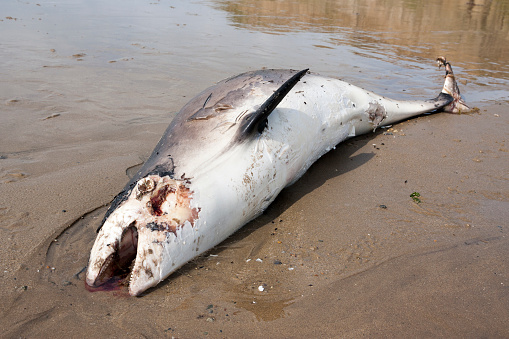 Dead Porpoise On A Beach In North Wales Uk Stock Photo ...