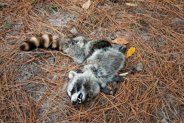 Dead Raccoon on Pine needles stock photo