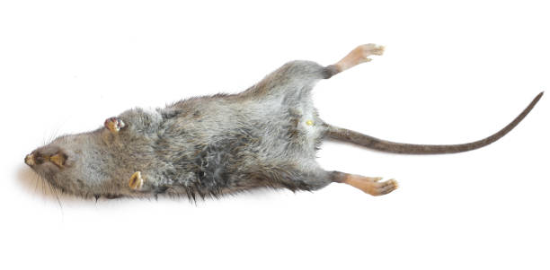 Dead Rat 스톡 사진 및 일러스트 - iStock