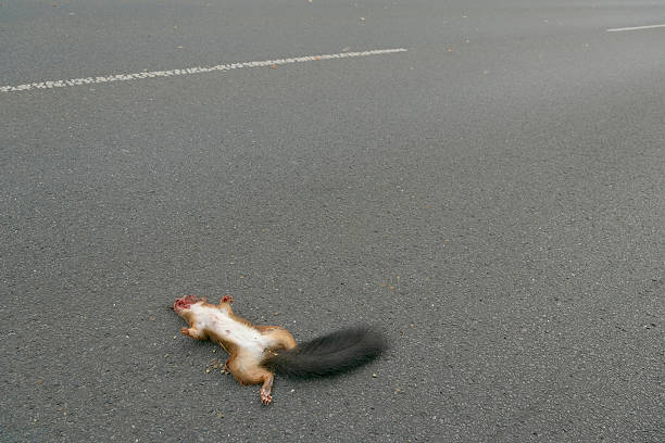 Dead red squirrel on road asphalt (XXL) Dead red squirrel with bloody head lying on a road, run over by car. dead squirrel stock pictures, royalty-free photos & images