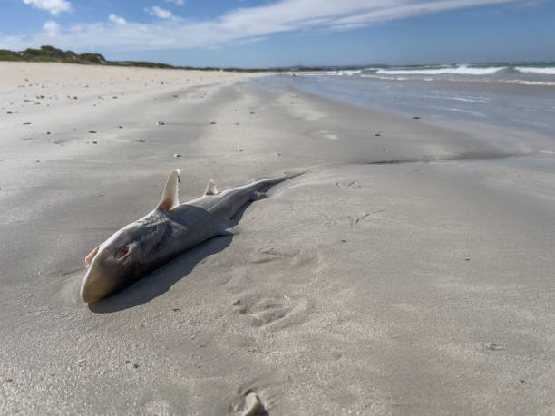 Dead shark washed up on a sandy beach. stock photo