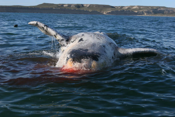 Dead Southern right whale stock photo