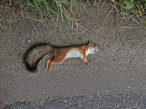 Dead squirrel lying on the ground next to the asphalt Dead squirrel lying on the ground next to the asphalt (top view) dead squirrel stock pictures, royalty-free photos & images