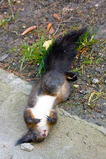 dead squirrel dead squirrel dead squirrel stock pictures, royalty-free photos & images