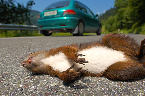 Dead squirrel1 Dead squirrel killed by car beside the road dead squirrel stock pictures, royalty-free photos & images