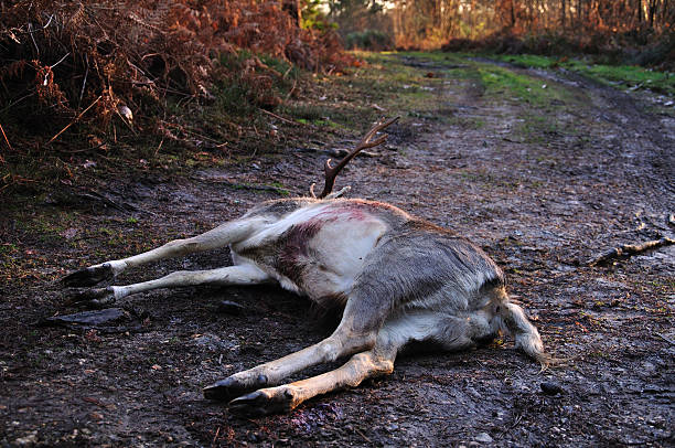 dead stag on muddy track - deer dead bildbanksfoton och bilder