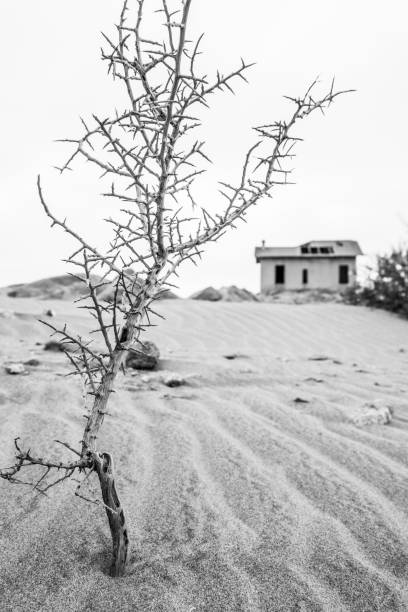 Dead thorn tree in front of abandoned Grassplatz station, Namibia stock photo
