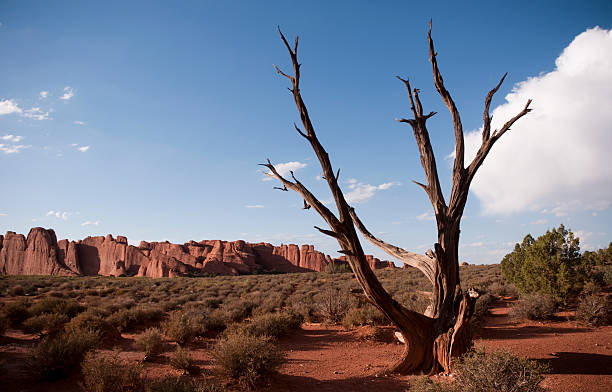 Dead Tree at Arches stock photo